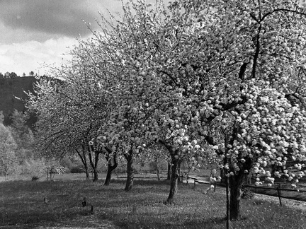 Cvetoče sadno drevje v Dolskem leta 1935 - F 1935 41 5 009