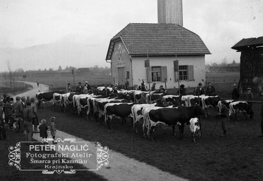 Sejem govedi na Homcu leta 1935 - F_1935_44_5_007