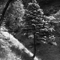 Ob poti na Konja skupina dveh macesnov leta 1933 - F 1933 3 10 008