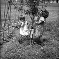 Obiranje češenj leta 1936 - F 1936 2 13 005
