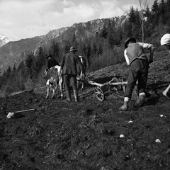 Oranje na Prapretnem pod svetim Primožem leta 1933 - F 1933 3 4 009 