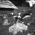 Igra s kozličkom ob koči na severni strani Kamniškega gorovja leta 1932 - F 1932 1 7 011