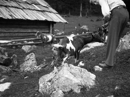 Igra s kozličkom ob koči na severni strani Kamniškega gorovja leta 1932 - F 1932 1 7 011