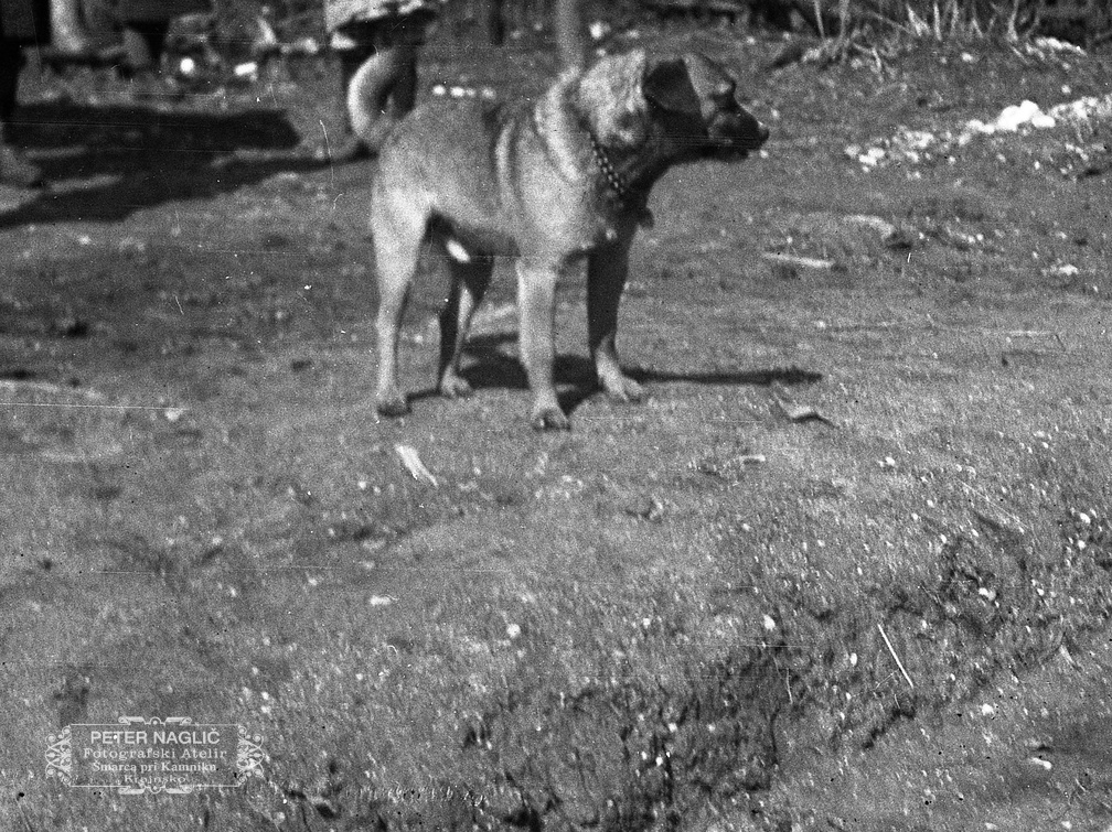 Igra s kužkom - F 1932 5 15 017