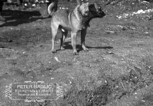 Igra s kužkom - F 1932 5 15 017