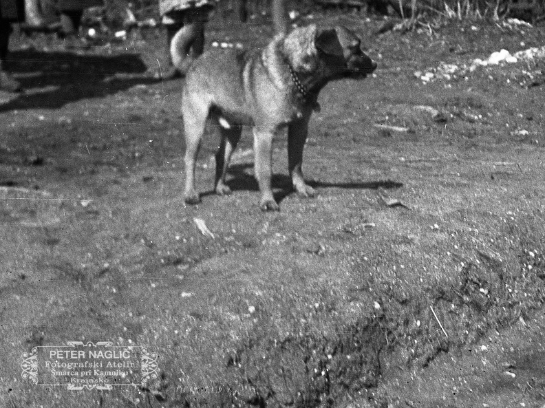 Igra s kužkom - F 1932 5 15 017