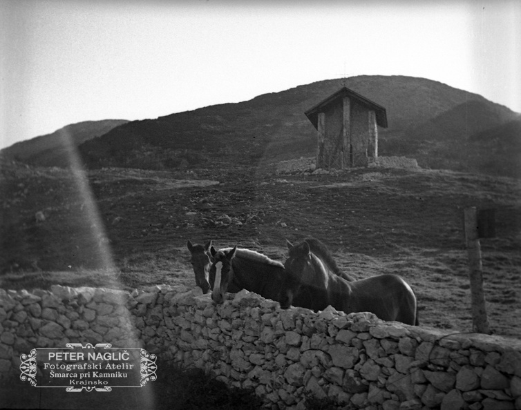 Konji na Krvavcu leta 1937 - F_1937_2_34_013.jpg