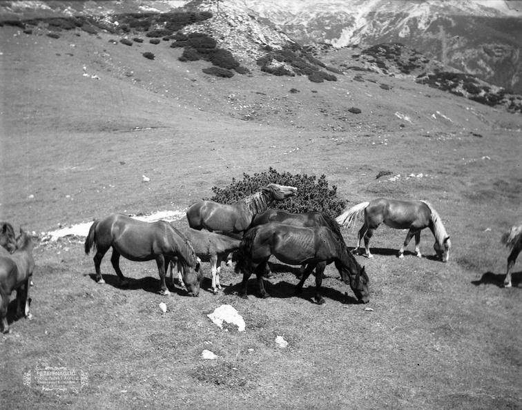 Konji na Veliki Planini leta 1940 - F_1940_1_19_002.jpg