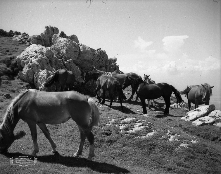 Konji na Veliki Planini leta 1940 - F_1940_1_19_003.jpg