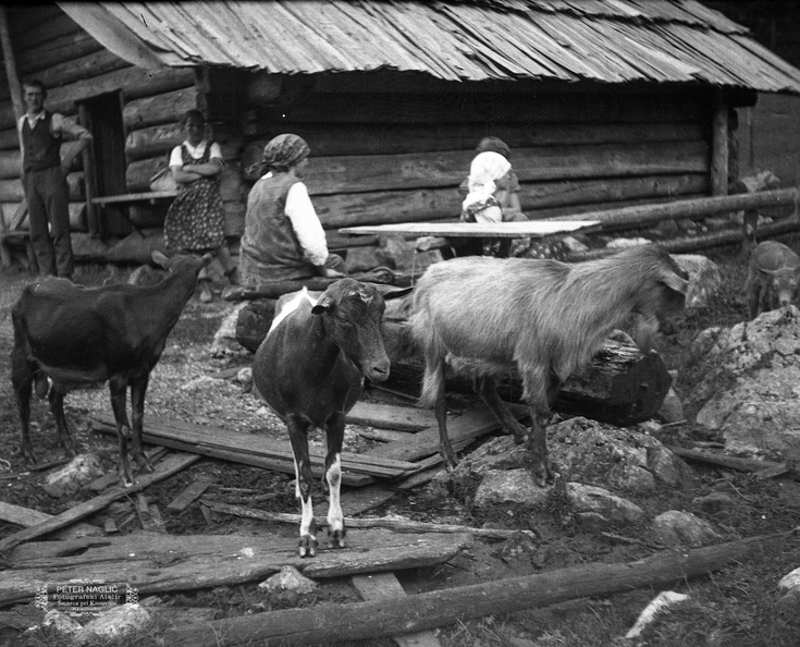 Koze ob pastirski koči na sverni strani Kamniškega gorovja leta 1932 - F_1932_1_7_012.jpg
