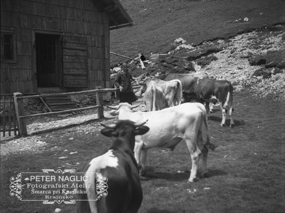 Krave med pašo ob koči na Kamniškem sedlu leta 1932 - F 1932 4 8 001