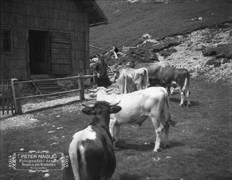 Krave med pašo ob koči na Kamniškem sedlu leta 1932 - F_1932_4_8_001.jpg