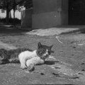 Muca pri sončenju leta 1932 - F 1932 3 10 004