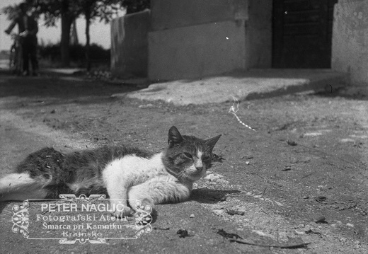 Muca pri sončenju leta 1932 - F 1932 3 10 004