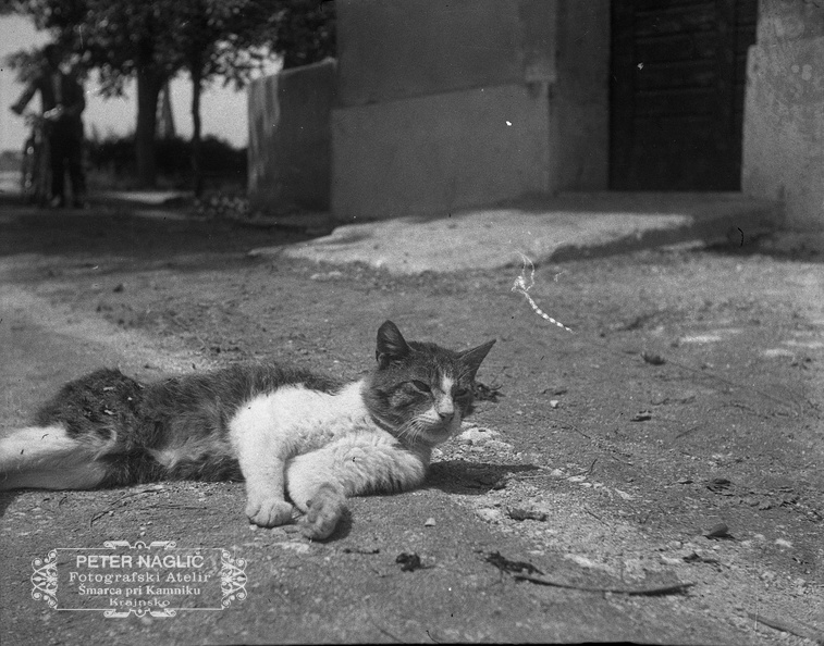 Muca pri sončenju leta 1932 - F_1932_3_10_004.jpg