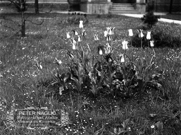 Cvetovi tulipanov, leta 1933 - F 1933 1 2 004