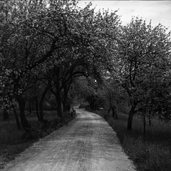 Litija, na poti cvetoče drevje - F 1933 2 10 013