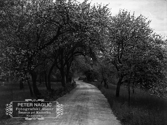 Litija, na poti cvetoče drevje - F 1933 2 10 013