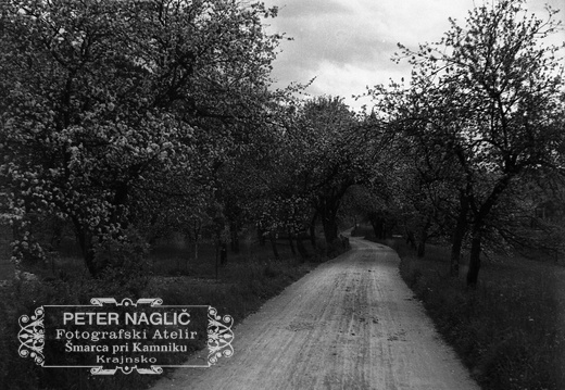 Litija, na poti cvetoče drevje - F 1933 2 10 014