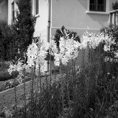 Bele lilije ali limbar, Homec 1940 - F 1940 1 6 007