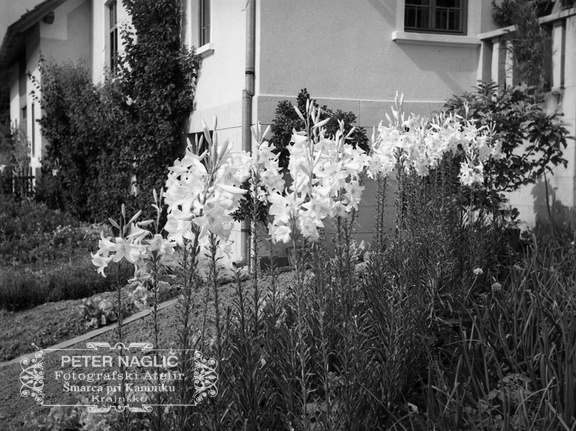 Bele lilije ali limbar, Homec 1940 - F 1940 1 6 007