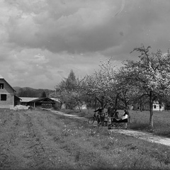 Pot k Nagličevi tovarni v času cvetočega drevja, 1929 - Naglic081
