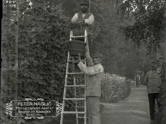 Italijanski ujetniki pri obiranju fižola - 75  1058