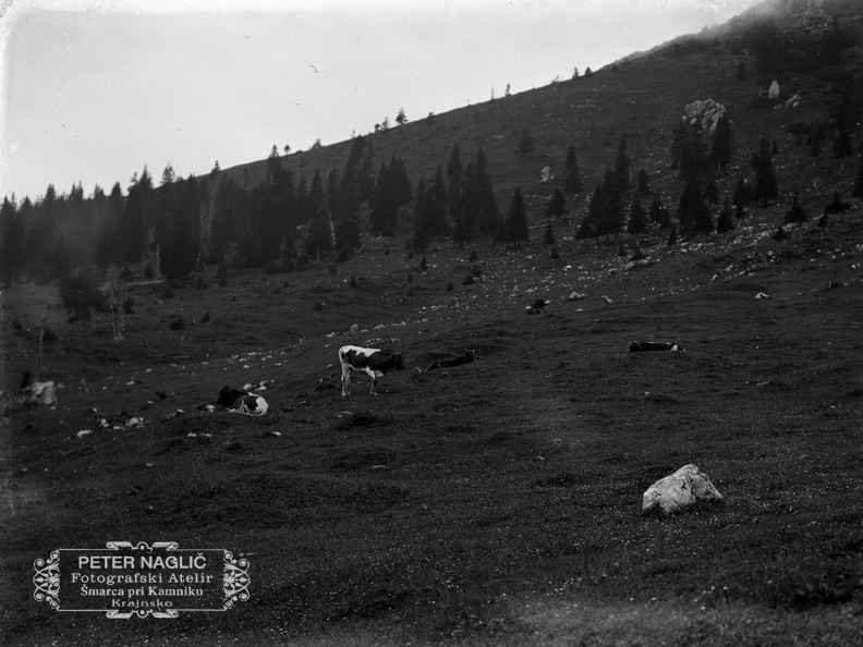 Kriška planina - naglic891