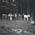 Vojaki pri kravah, ki se pasejo - 61  861